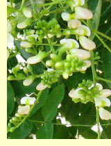 Софора японская (Sophora japonica L.) Софора японская (Sophora japonica L.)
